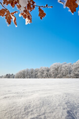 A bright winter landscape featuring a vast snowy field and a distant forest under a vibrant blue sky. Brown oak leaves covered in frost hang from the top of the frame, adding depth and contrast.