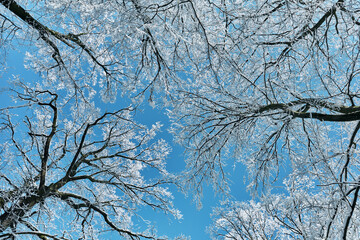 Bare tree branches covered in hoarfrost seen from below against a vibrant blue sky on a cold winter day