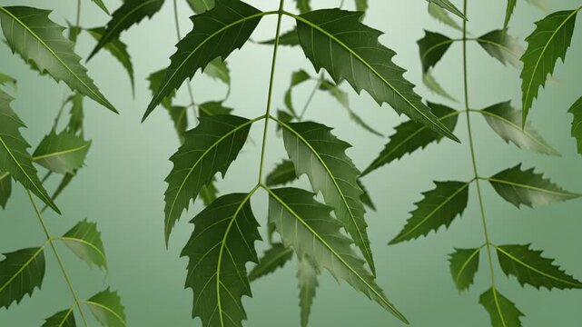 Delicate Green Neem Leaves With Serrated Edges And Yellow Veins Sway Gently In The Breeze Against A Soft Gradient Green Background With Subtle Lighting Creating A Serene Natural Atmosphere