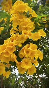 Stunning 4K vertical clip of Yellow Elder (Tecoma stans). Vibrant golden bell-shaped blooms in high resolution. A sun-loving tropical beauty, perfect for cinematic nature and garden inspiration.