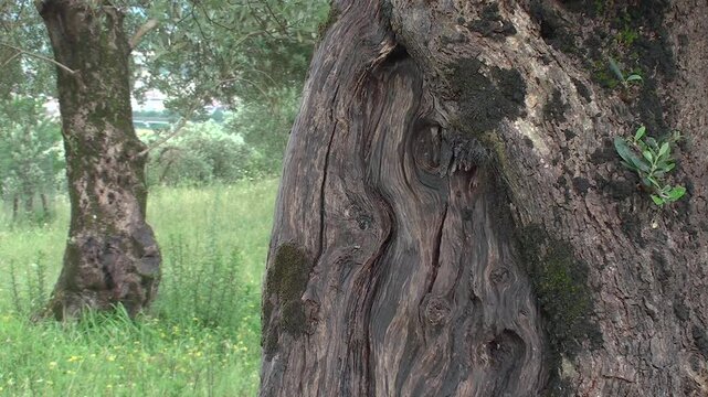 Natural contrasts: ancient bark and green olive shoots