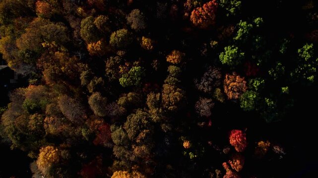 High contrast sunlight top down look at fall foliage trees passing by in residential New England area.