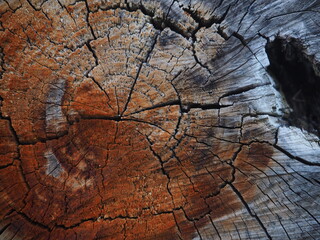 Fototapeta premium Weathered Wood Grain