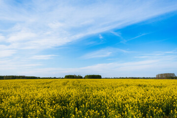 Naklejka premium The towering sky over the rapeseed field can, serve as a background