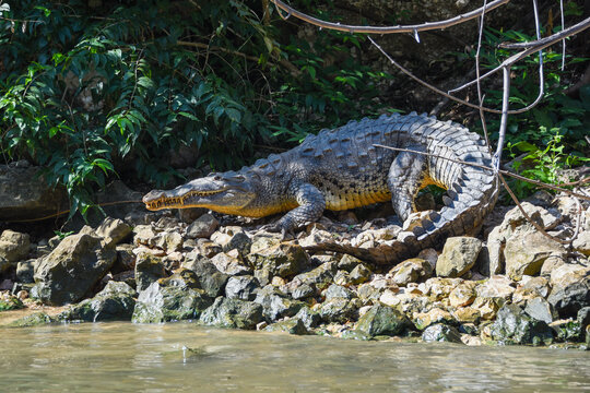 Coccodrillo