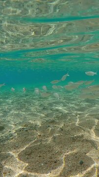 Shoal of Flagtail (Kuhlia mugil) swim in blue water above sandy-stoned bottom with school of Silversides Atherina, this group is attacked by hunting Full Beak or Red Sea Houndfish (Tylosurus choram)