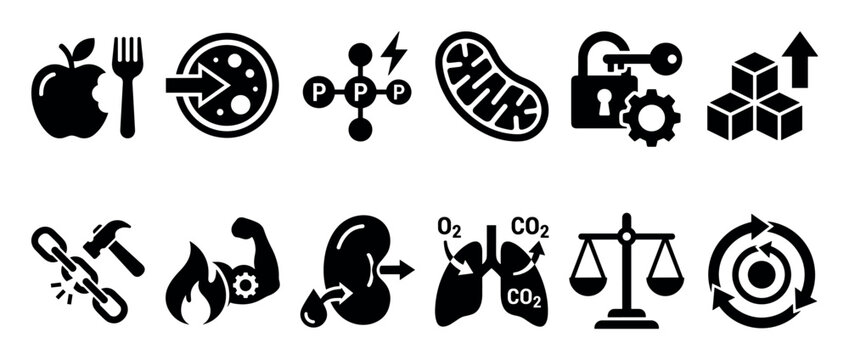 Set of black glyph icons representing metabolism concepts like cellular respiration, ATP energy, anabolism, catabolism, and nutrition in a minimalist flat style
