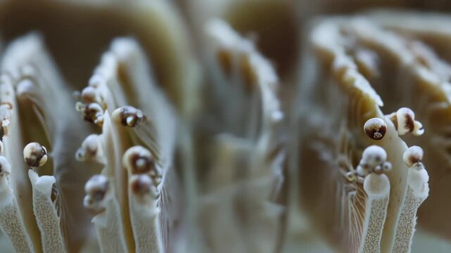 Close up soft coral details with polyps opening up underwater