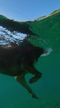 Underwater view, Close-up of dog swimming on surface of water towards shore on sunny day. Doggy refreshes itself from sweltering summer heat by swimming in sea. dog swam in sea to cool off.