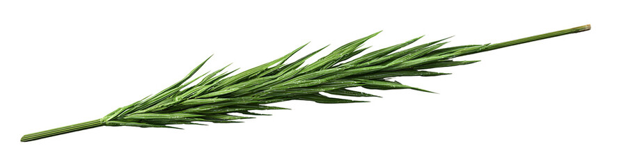 Fresh green sprig of grass with a slightly textured surface and varying shades of green, rendered with a natural look and feel, isolated on a transparent background