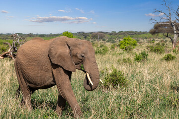 Obraz premium Vom Schlammbad in roter Erde, rot gefärbter Afrikanischer Elefant im Tarangire Nationalpark in Tansania