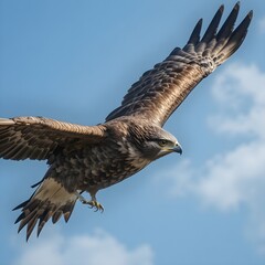 Obraz premium Hawk – Sharp-eyed hunter soaring high in the sky