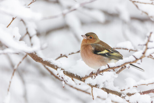 Common chaffinch (Fringilla coelebs) perched on a snow-covered branch in winter forest. Small songbird in snowy landscape, cold season wildlife, soft light, natural background.