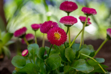 Pink daisy flowers with yellow centers blooming in spring garden, closeup with natural sunlight and soft blurred background