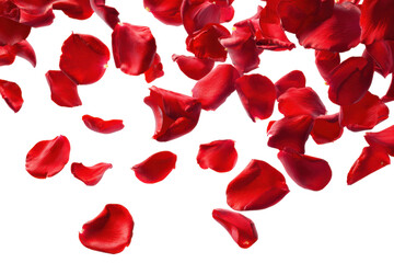 Fototapeta premium Falling red rose petals isolated on transparent background. Red rose petals falling gently isolated on white background.