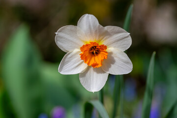Fototapeta premium Single white and orange narcissus poeticus, ornamental flower in spring garden