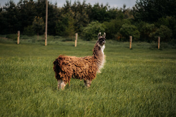 An alpaca stands in a meadow, looking up. Fluffy fur, blue sky, green grass