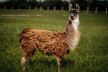 An alpaca stands in a meadow, looking up. Fluffy fur, blue sky, green grass