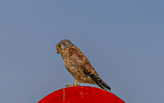Falken, wild lebende V&ouml;gel, gereifte V&ouml;gel 