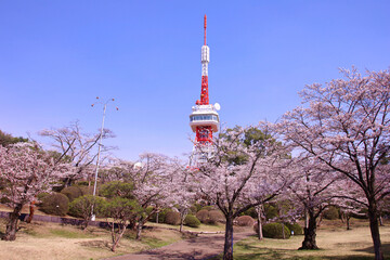 宇都宮市　八幡山公園の満開の桜