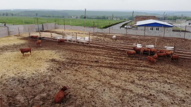 Drone Aerial View of Cattle Feedlot with Cows in Fenced Pens