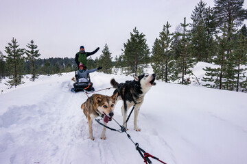 Dog sledding with huskies through the snowy forests of Inari, Finnish Lapland