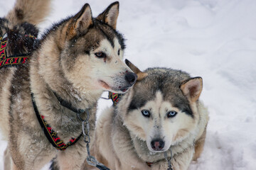Dog sledding with huskies through the snowy forests of Inari, Finnish Lapland © julen