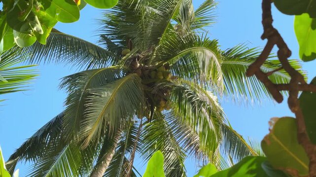 Upward cinematic drone view of tropical palm and exotic Thai flora against vivid blue sky in Phuket, Thailand. Pure tropical nature, summer heat, paradise island atmosphere