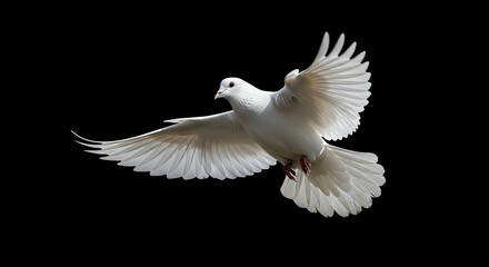 White dove flying against black background