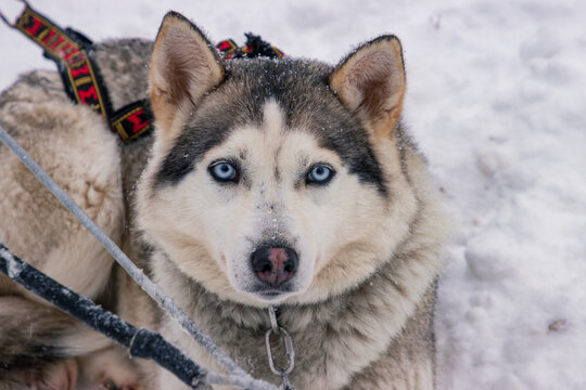 Dog sledding with huskies through the snowy forests of Inari, Finnish Lapland