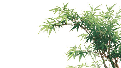 Fototapeta premium Elegant bamboo branches spreading across frame with detailed green foliage on transparent background designed for high quality nature collages and peaceful asian inspired graphic design projects