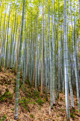 京都府嵐山　竹林の小径