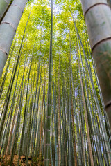 京都府嵐山　竹林の小径