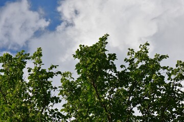 Fototapeta premium sky and trees