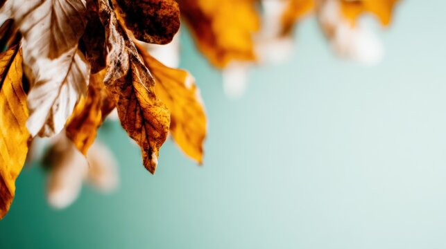A close-up of autumn leaves in vibrant hues, showcasing their intricate details against a soft background, symbolizing the beauty and transience of seasonal change.