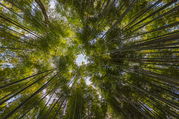京都府嵐山　竹林の小径