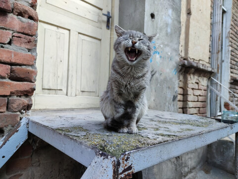 screaming stray cat. feral cat sitting in the yard and screams