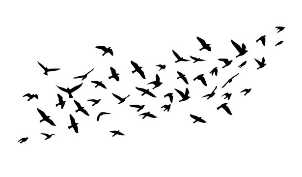 Flying bird silhouettes flock in flat vector style isolated on white background for nature wildlife freedom and decorative design use