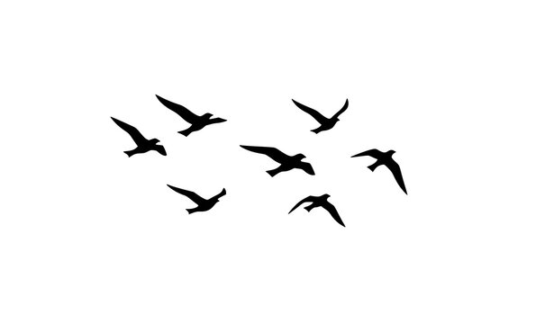 Minimal flying bird silhouettes in abstract flat vector style isolated on white background for modern branding and creative design concepts