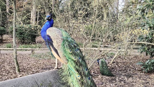 Peacock in the park, at a worm winter day.