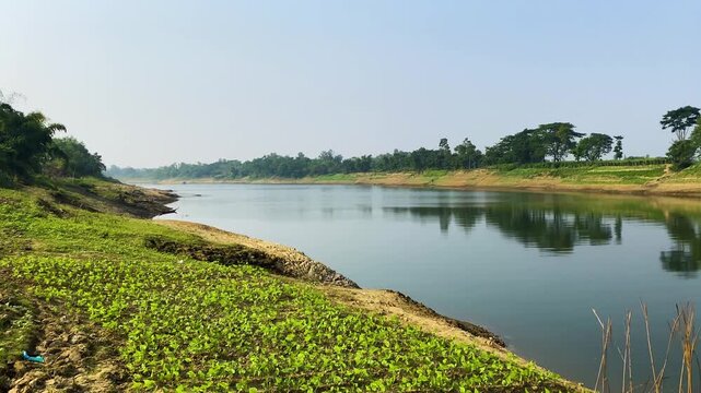 Surma river view with hyacinth bean seedlings farming at riverbank in rural bangladesh, Sylhet