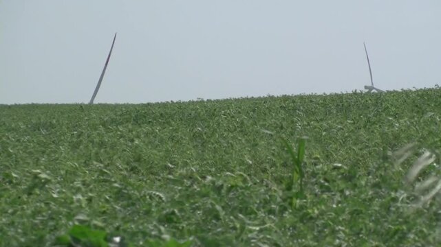 Green cultivated field, with wind turbines in the background on a windy day, producing clean renewable energy.