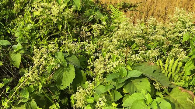 Mikania bitter vine spreading across dense tropical vegetation with small white flowers, invasive plant covering green foliage.