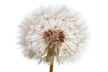 Fototapeta premium Close up of a fluffy dandelion seed head isolated on transparent background. Detailed macro shot of a dandelion seed head isolated on white background.