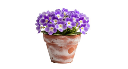 Naklejka premium A vibrant potted African violet plant showcases numerous small purple and white blossoms with lush green leaves in a rustic terracotta pot. isolated PNG with Transparent Background