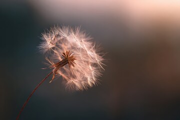 Dandelion seeds floating in the air during sunset in a natural setting