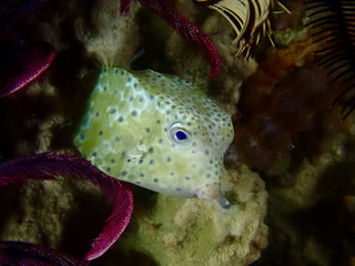 Spotted pufferfish resting among reef life. Curious tropical fish hides between corals and feather stars, showing calm underwater behavior in a colorful marine habitat.