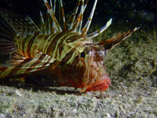 Striped lionfish resting on sandy seabed underwater. Venomous spiny fish lies camouflaged on ocean floor sand.