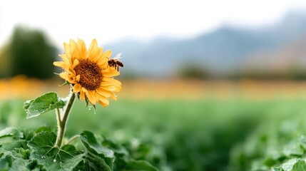 A vibrant sunflower with a bee collecting nectar, embodying the beauty of nature and the essential role of pollinators in maintaining ecosystem balance and agricultural diversity.