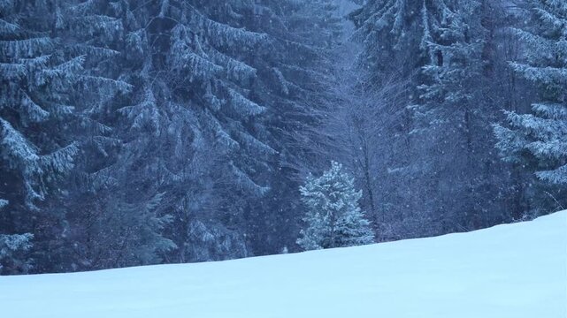 Slow motion video of snow falling on a meadow with pine trees in the background and one small fir tree in the middle.
